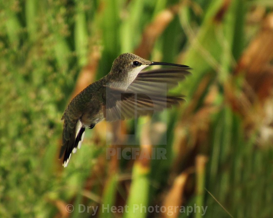 "Hummingbird in flight" stock image