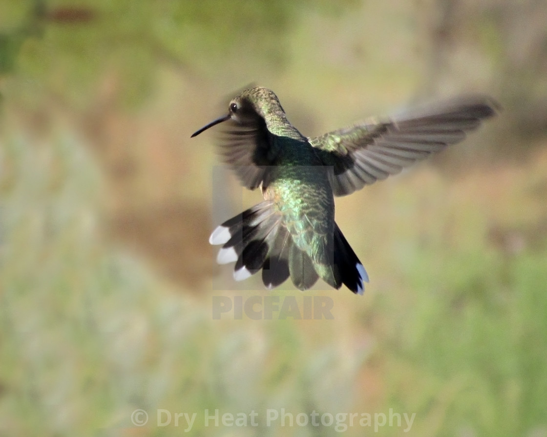 "Hummingbird in flight" stock image