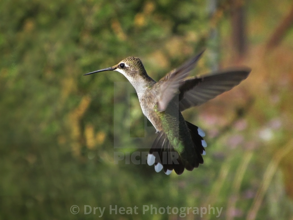 "Female Black Chinned Hummingbird in flight" stock image