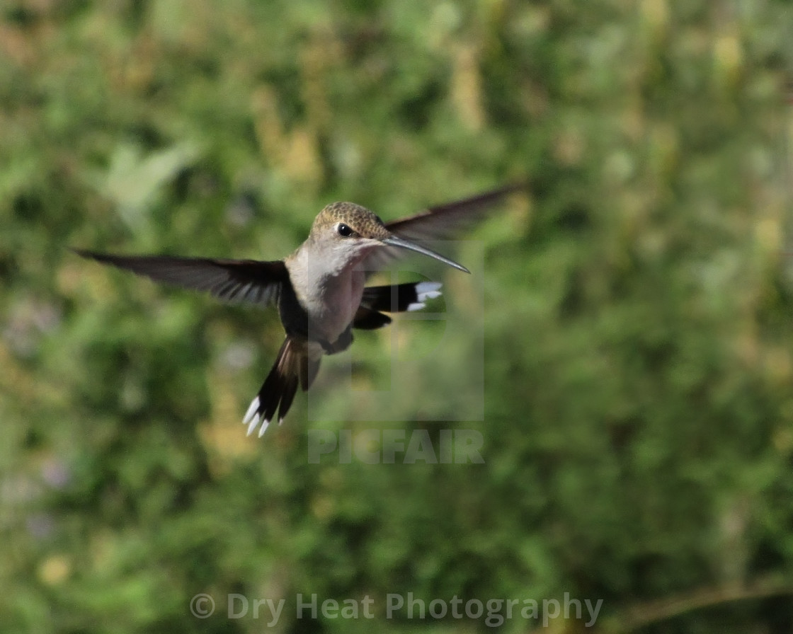 "Hummingbird in flight" stock image