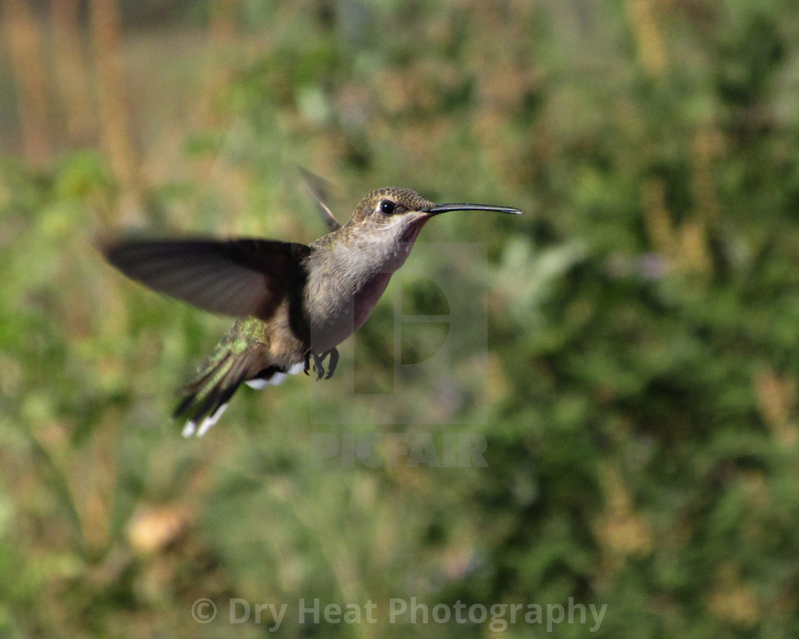 "Hummingbird in flight" stock image