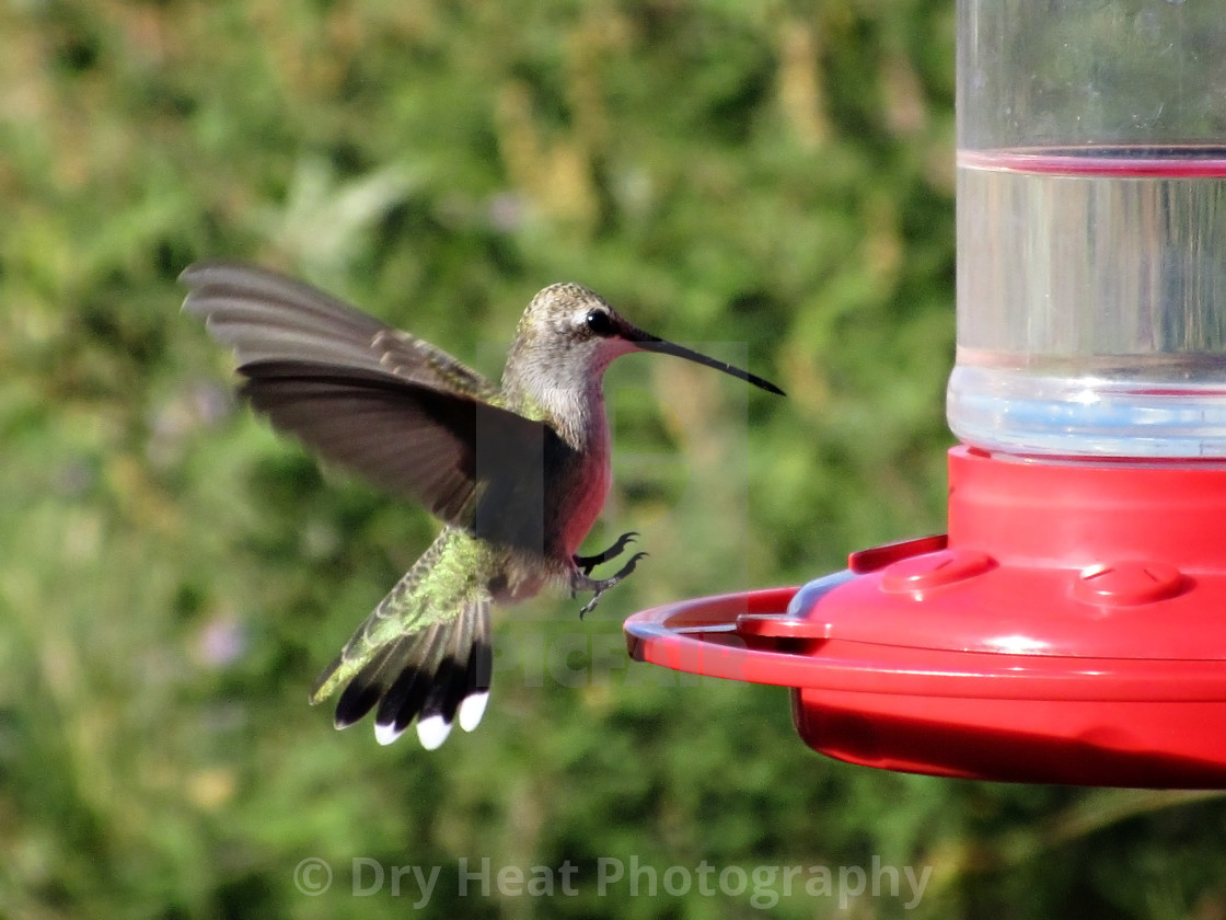 "Female Black Chinned Hummingbird in flight" stock image