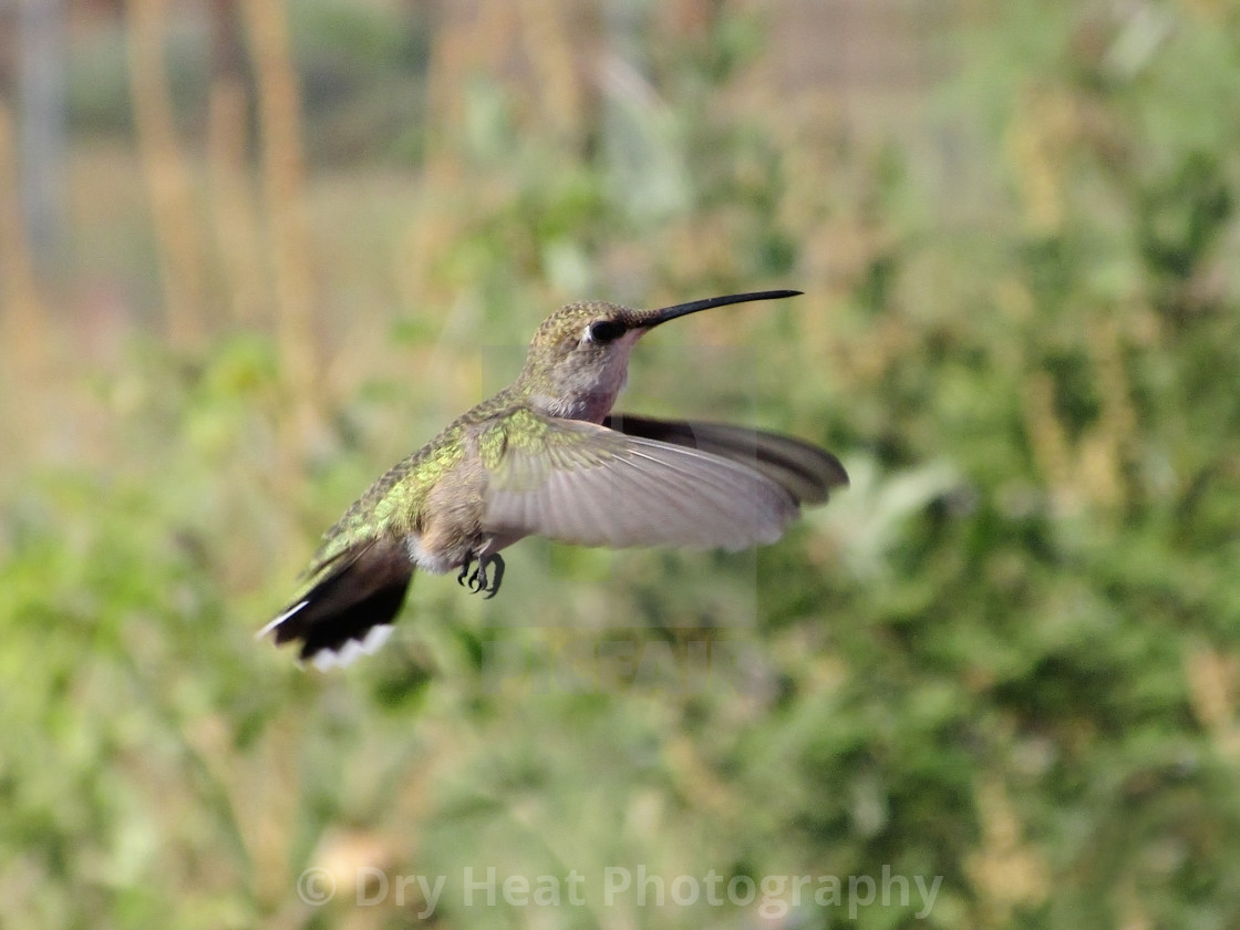 "Hummingbird in flight" stock image