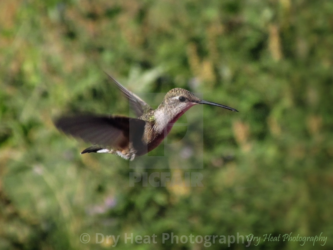 "Hummingbird in flight" stock image