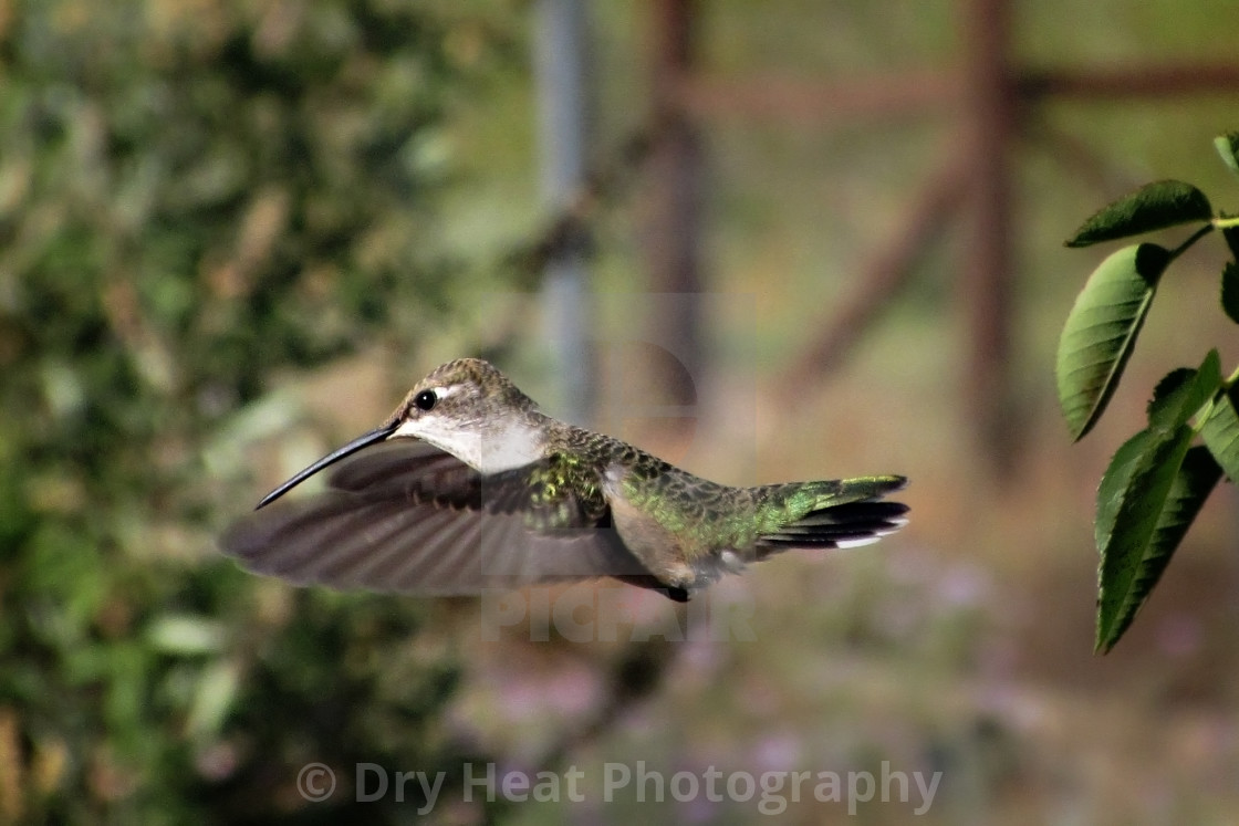 "Hummingbird in flight" stock image