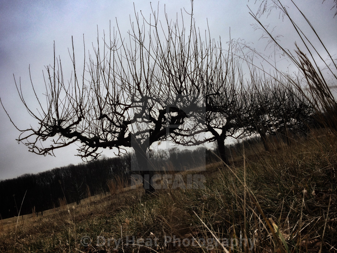 "Apple Orchard In Winter" stock image