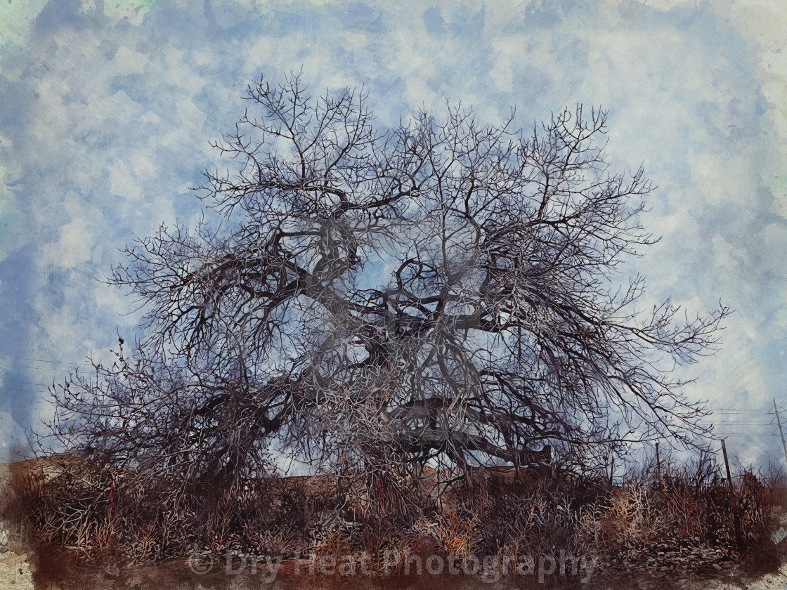 "Cottonwood Trees on LaLadera Road in Peralta, New Mexico" stock image