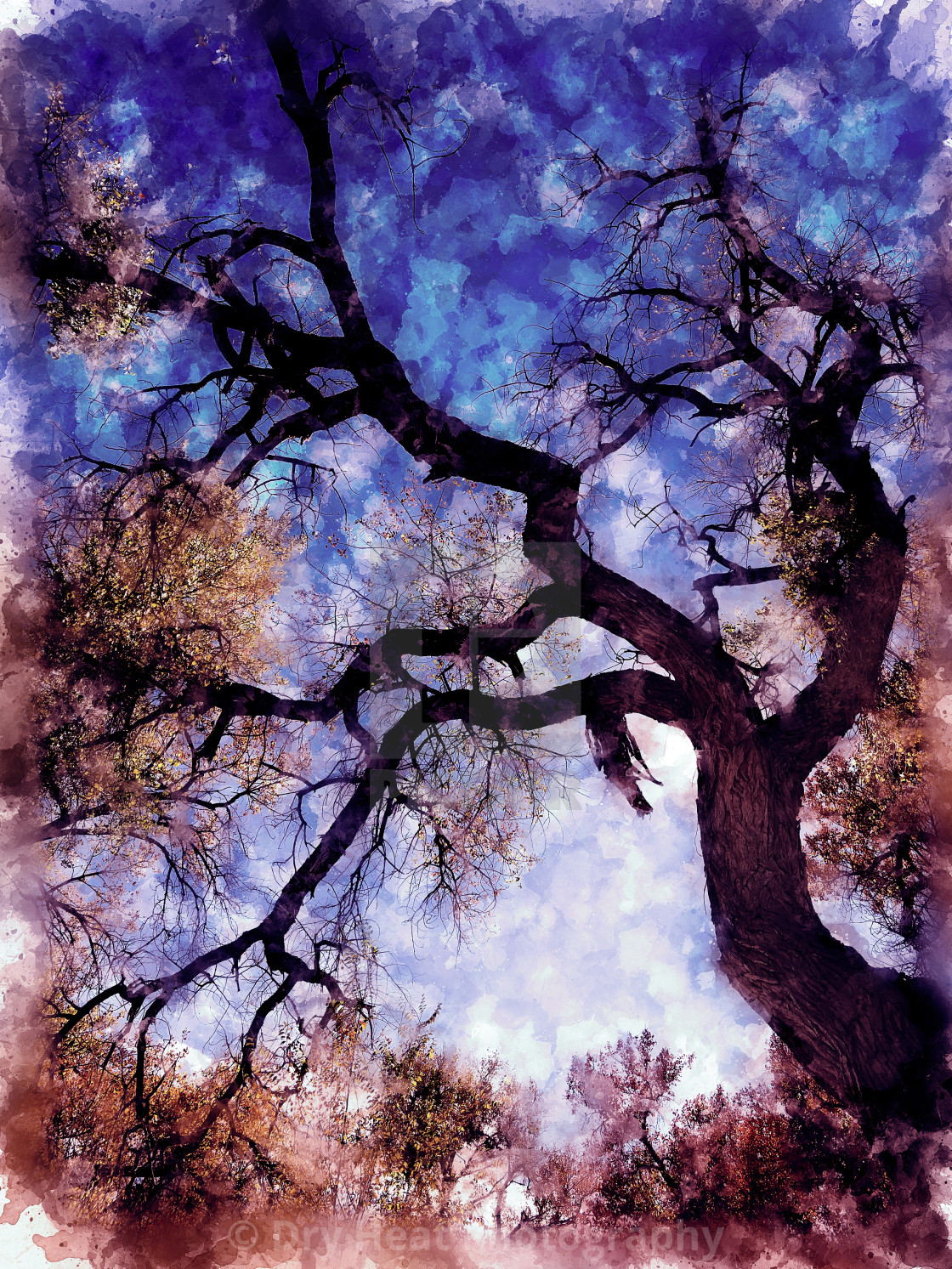 "Cottonwood tree in the Rio Grande River Bosque in Corrales, New Mexico." stock image