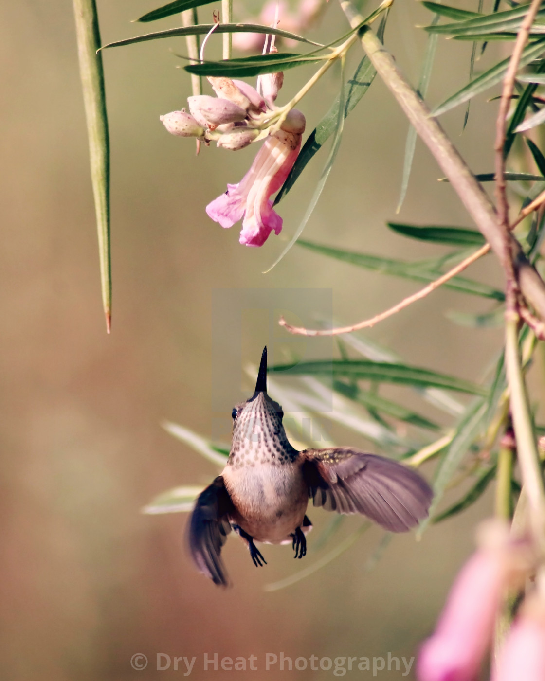 "Female Rufous Hummingbird" stock image