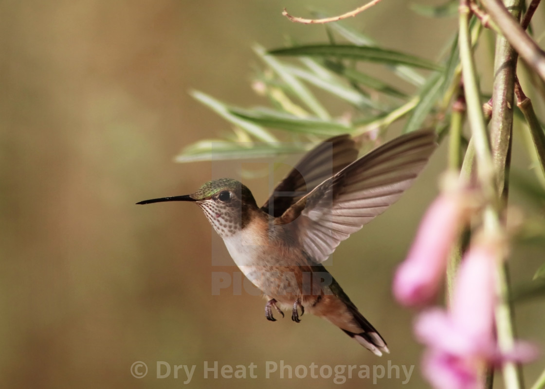 "Female Rufous Hummingbird" stock image