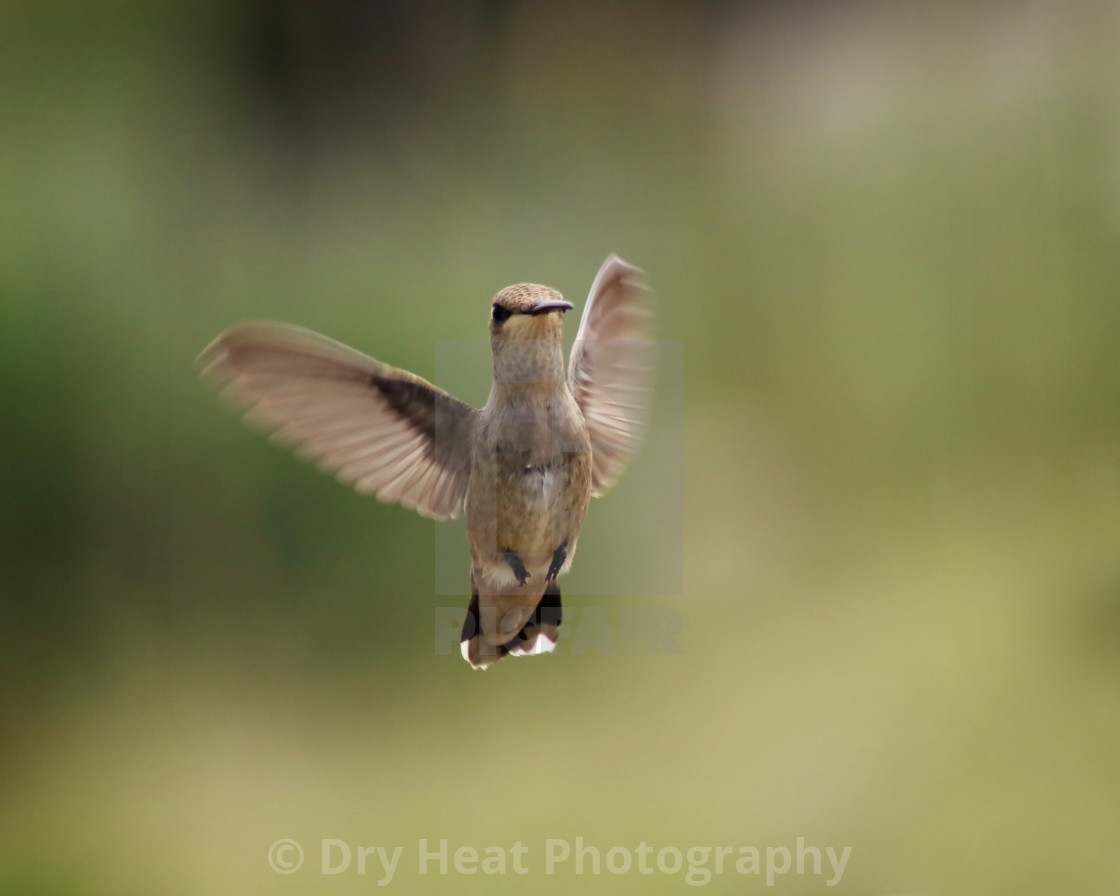 "Female Black Chinned Hummingbird" stock image