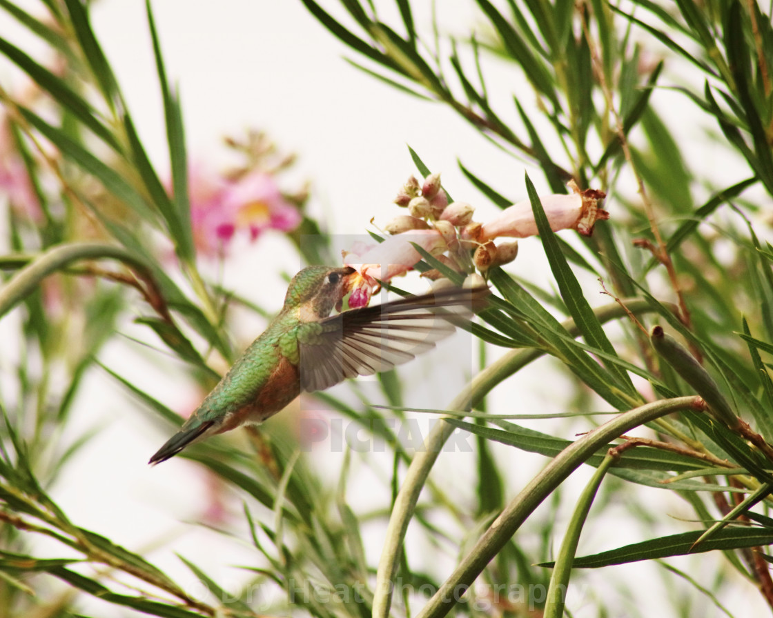 "Female Rufous Hummingbird" stock image