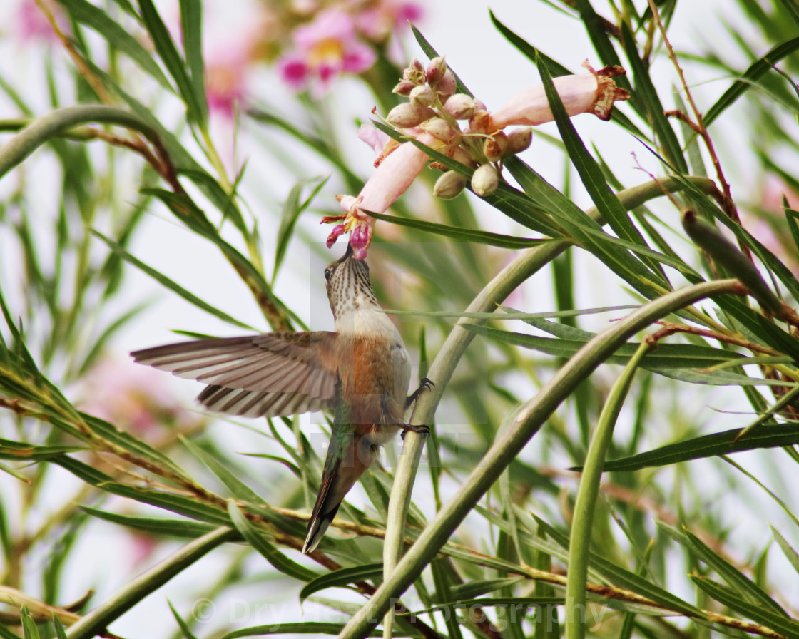 "Rufous Hummingbird" stock image