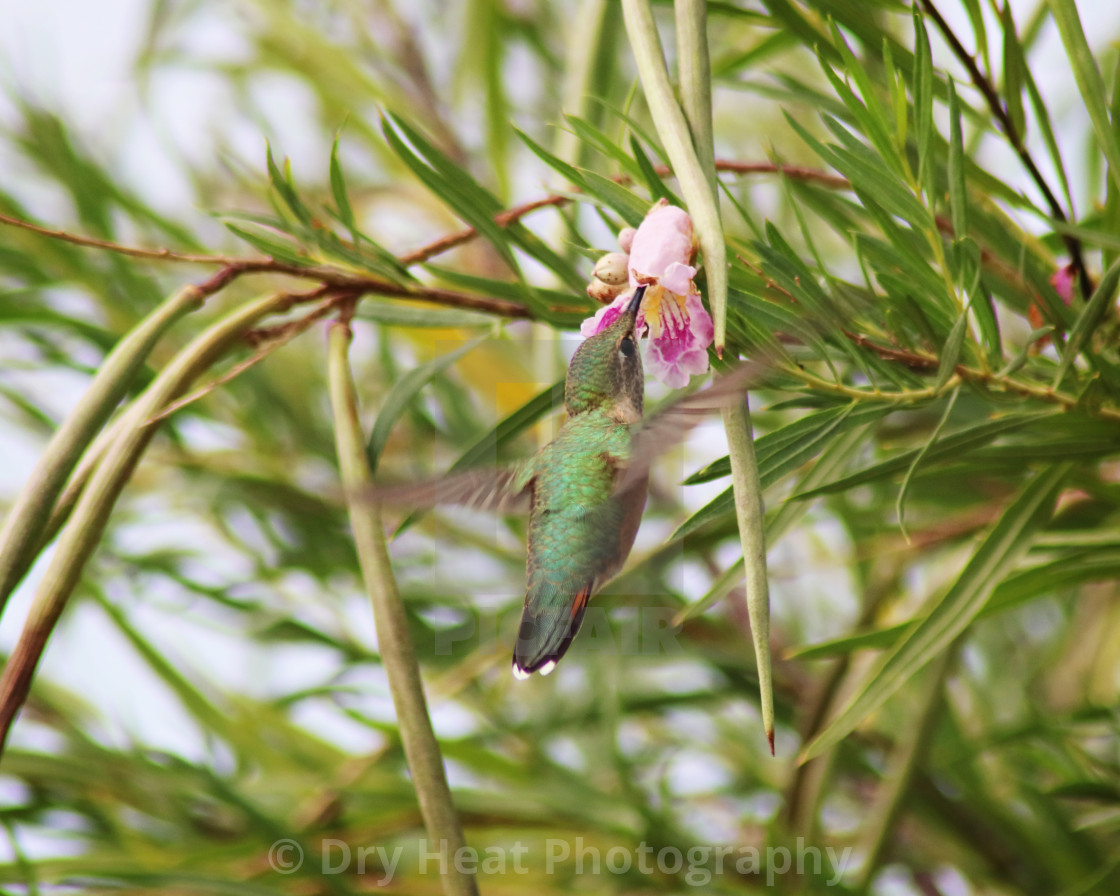 "Female Rufous Hummingbird" stock image