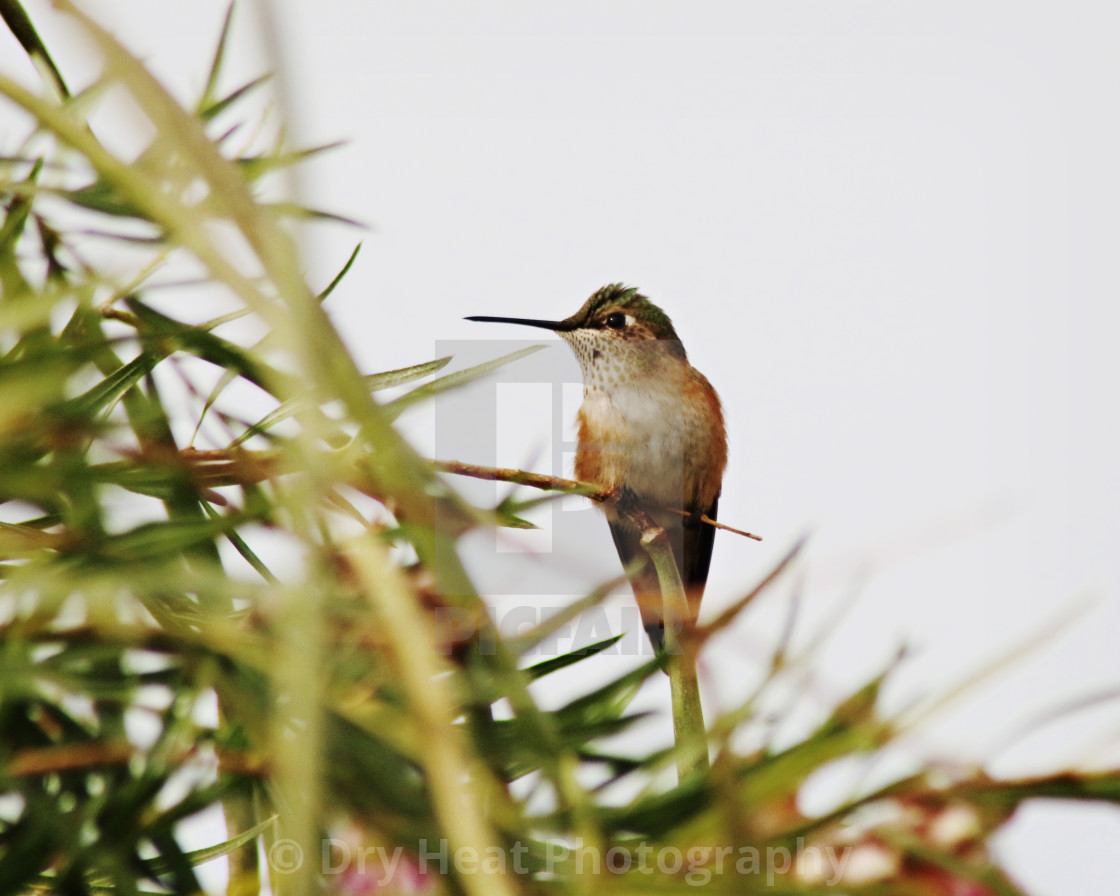 "Rufous Hummingbird" stock image