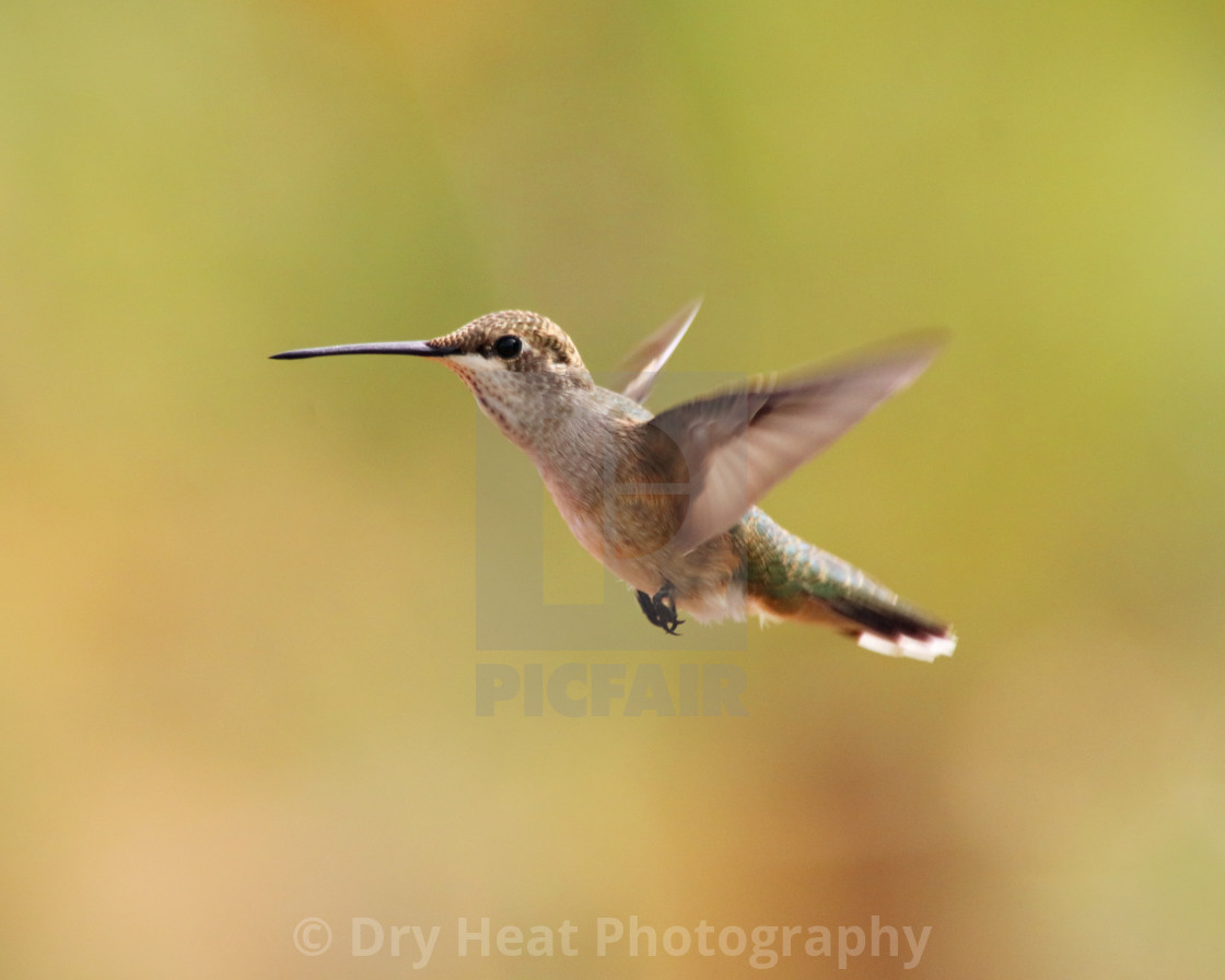 "Female Black Chinned Hummingbird" stock image