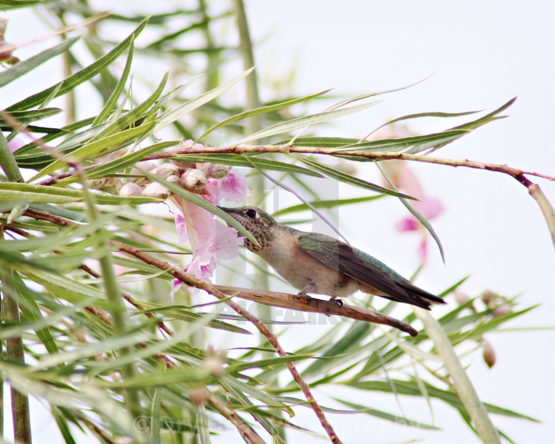 "Female Rufous Hummingbird" stock image