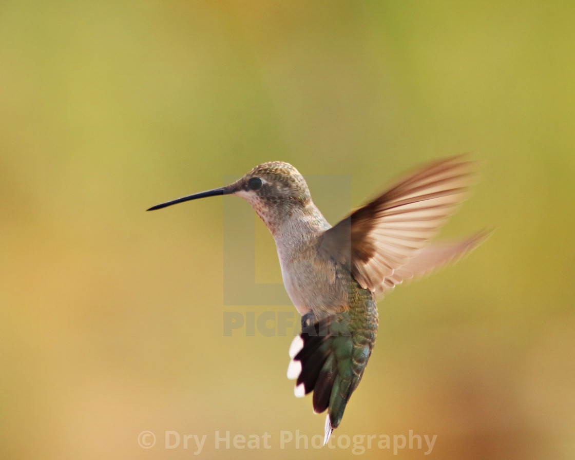 "Female Black Chinned Hummingbird" stock image