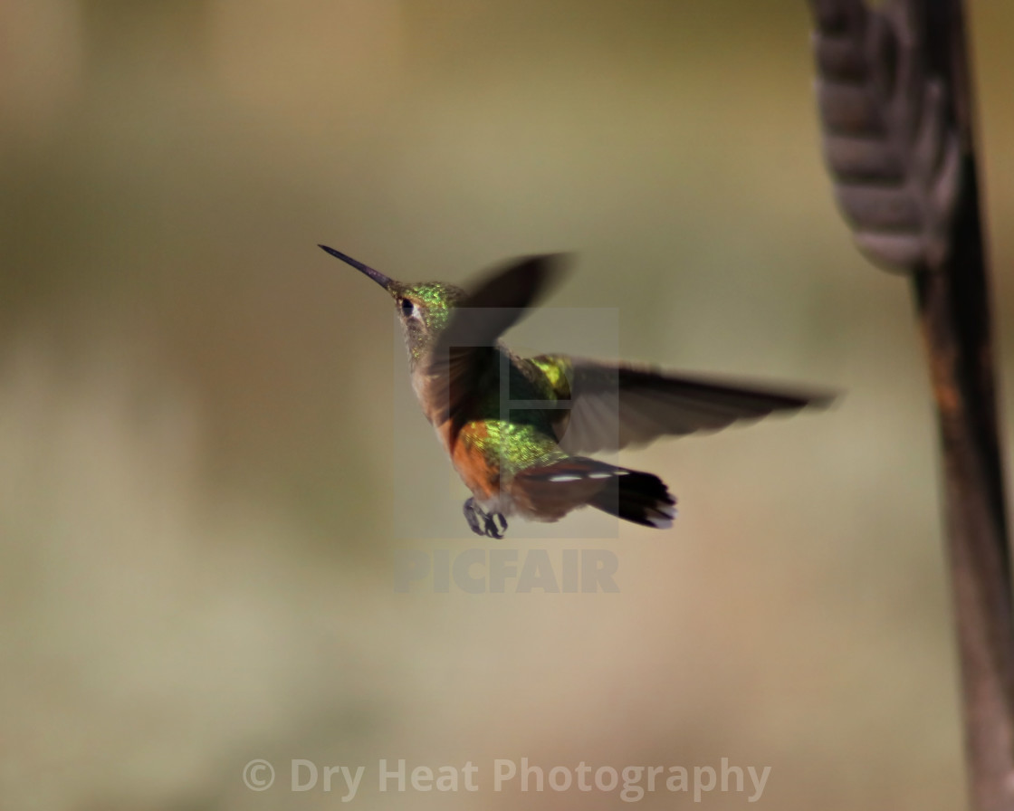 "Female Rufous Hummingbird" stock image