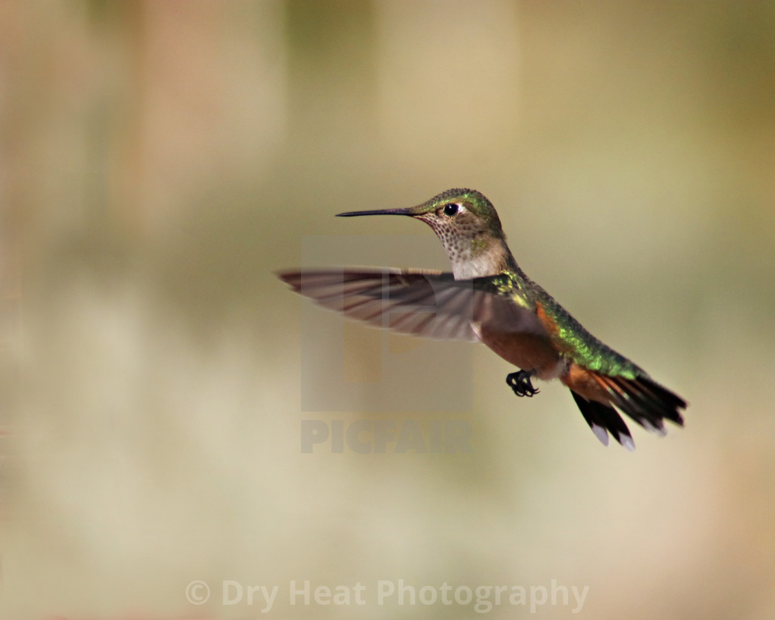 "Female Rufous Hummingbird" stock image