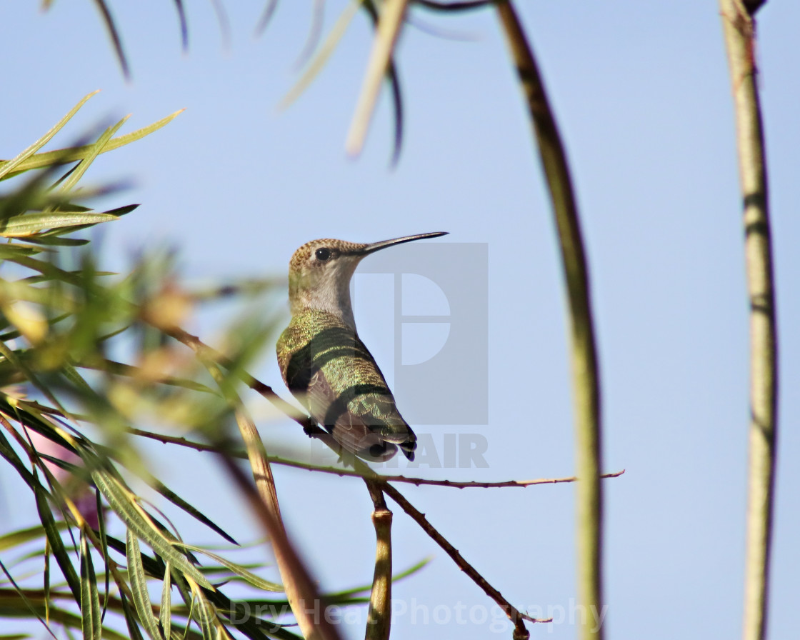 "Female Black Chinned Hummingbird" stock image