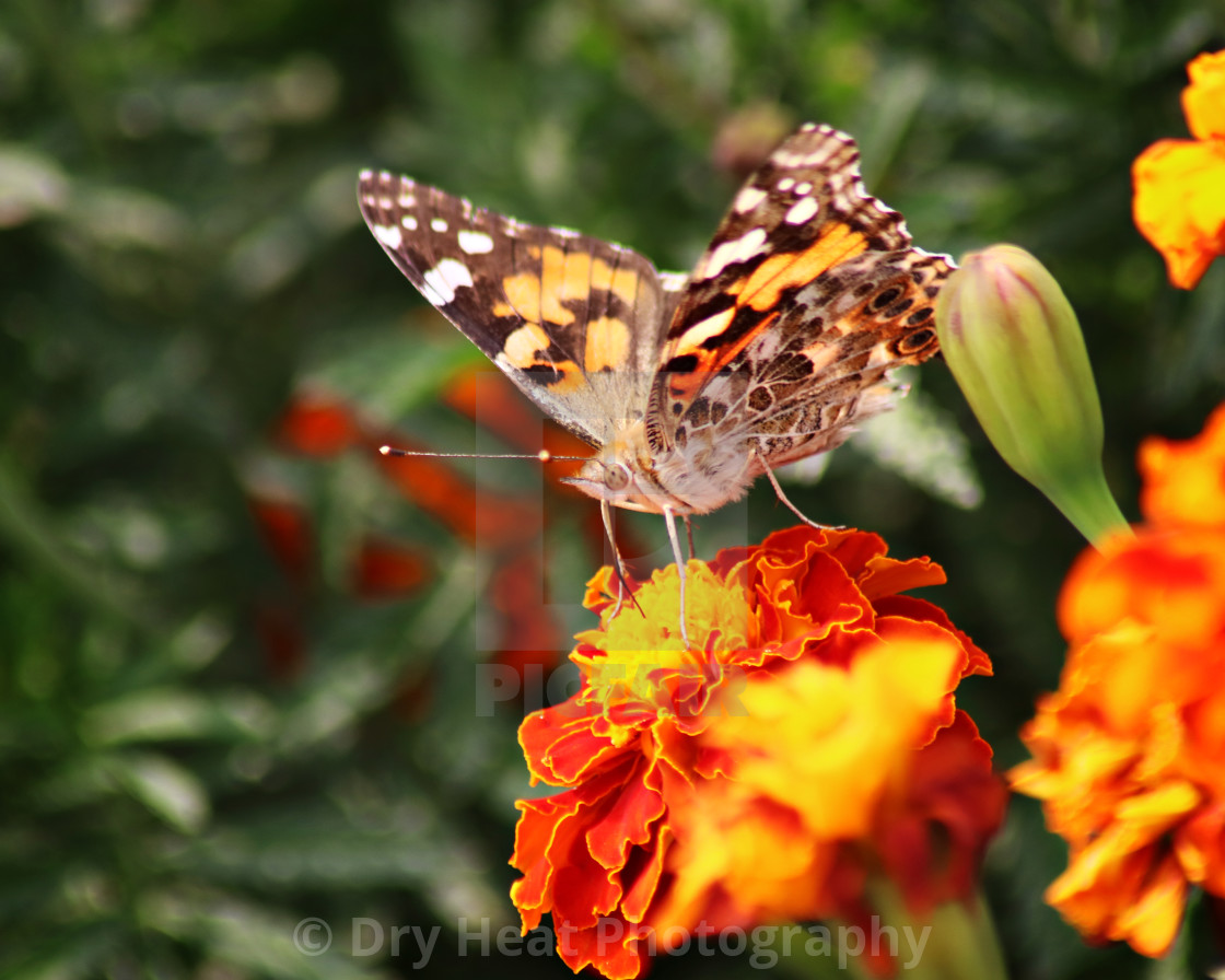 "Painted Lady Butterfly" stock image