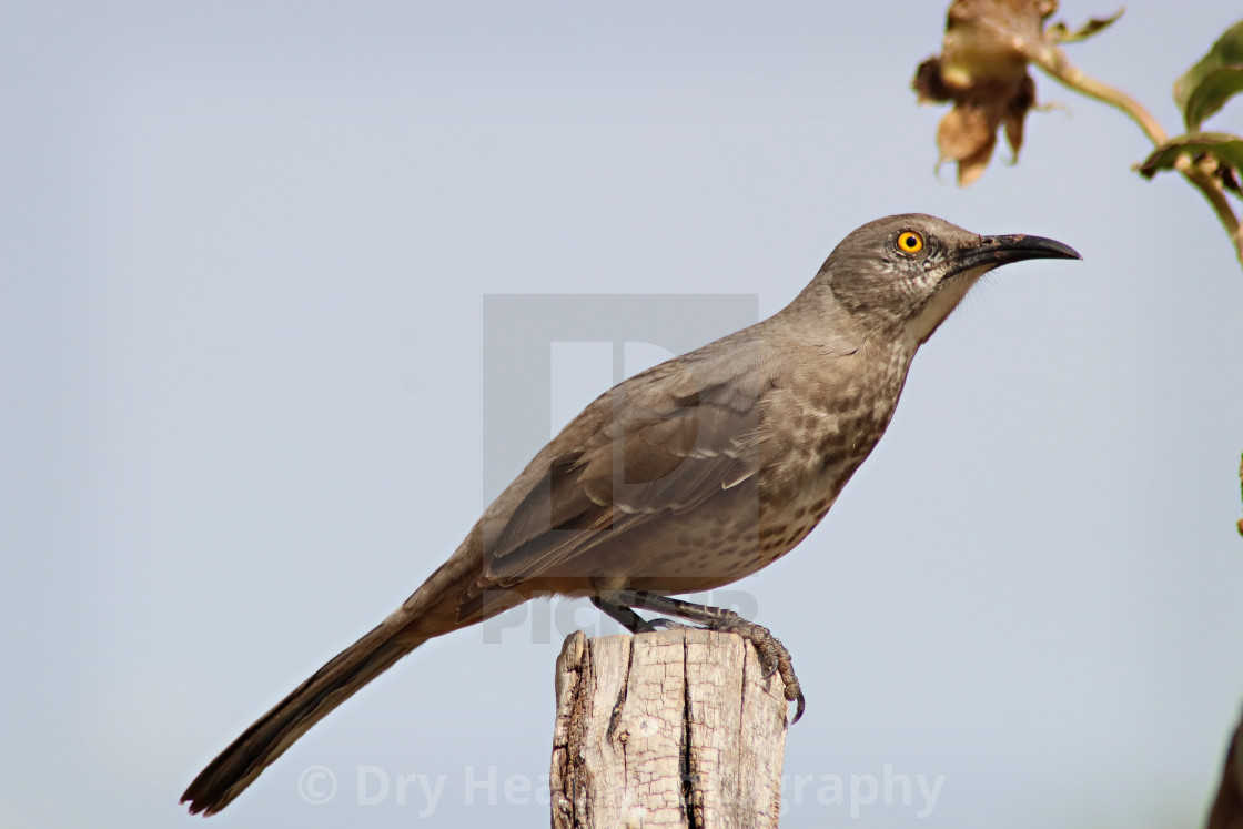 "Curve-billed Thrasher" stock image