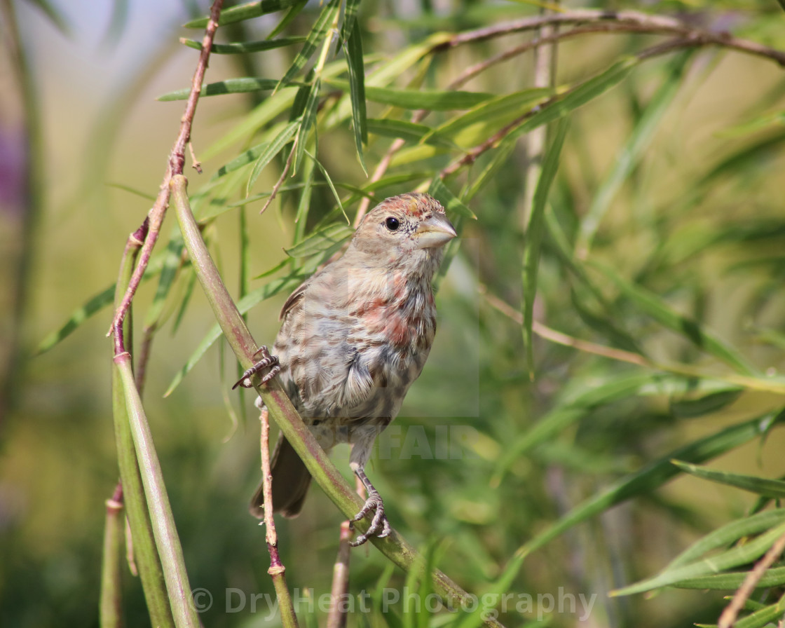 "House Finch" stock image