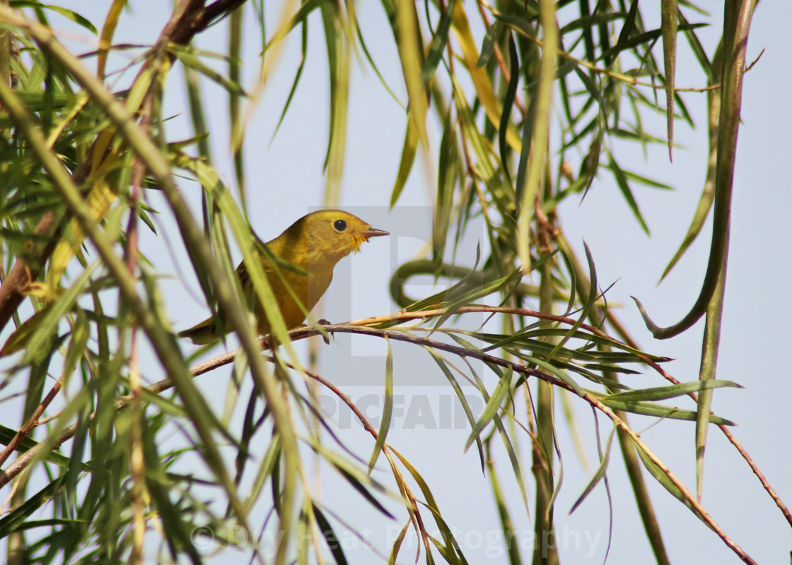 "Yellow Warbler" stock image