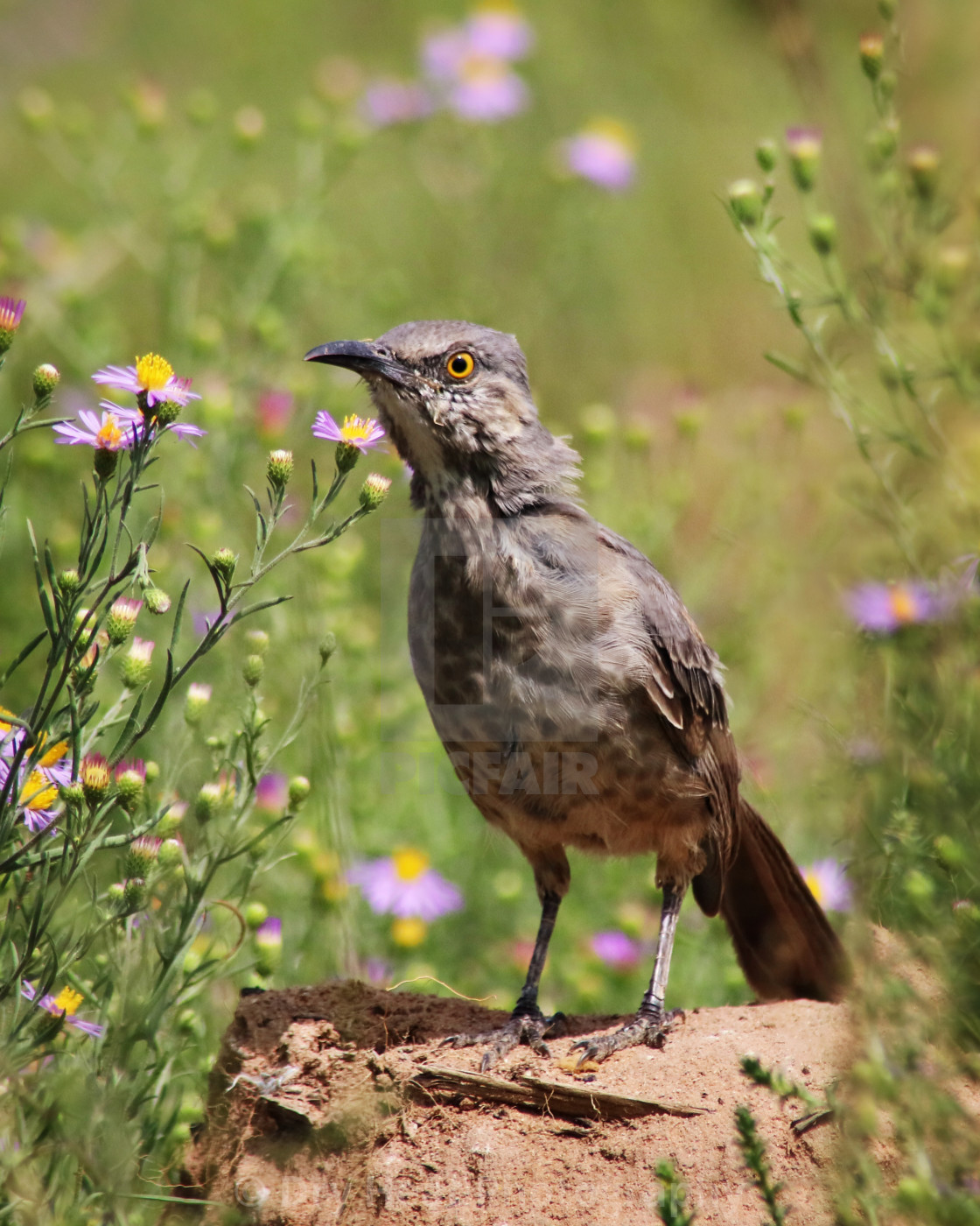 "Curved-bill Thrasher" stock image