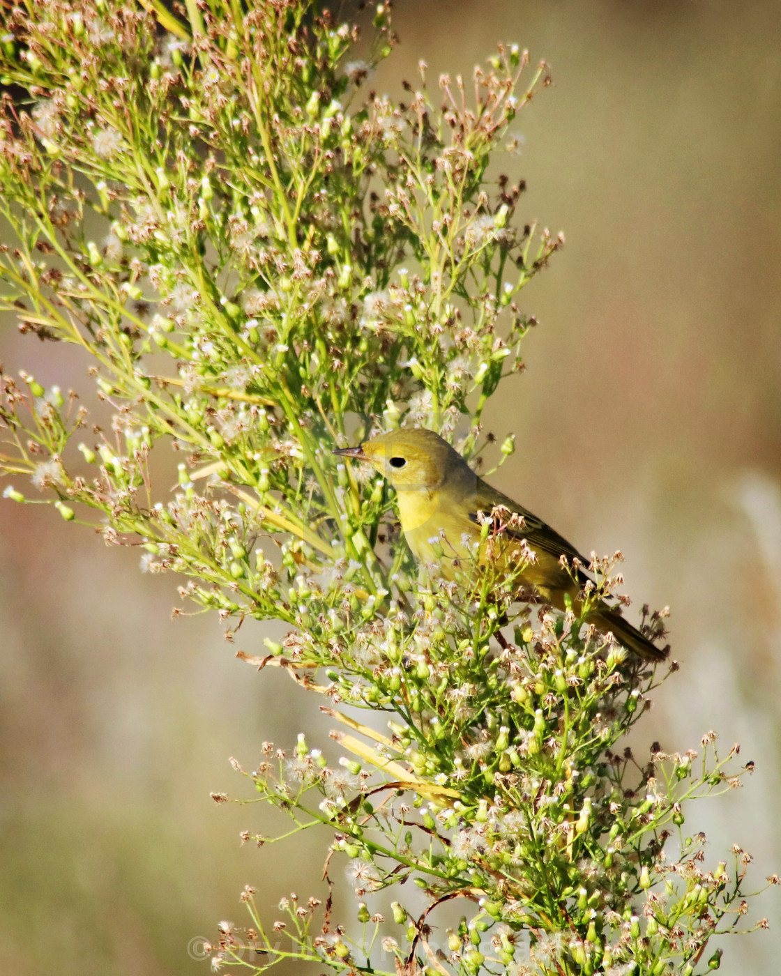 "Yellow Warbler" stock image