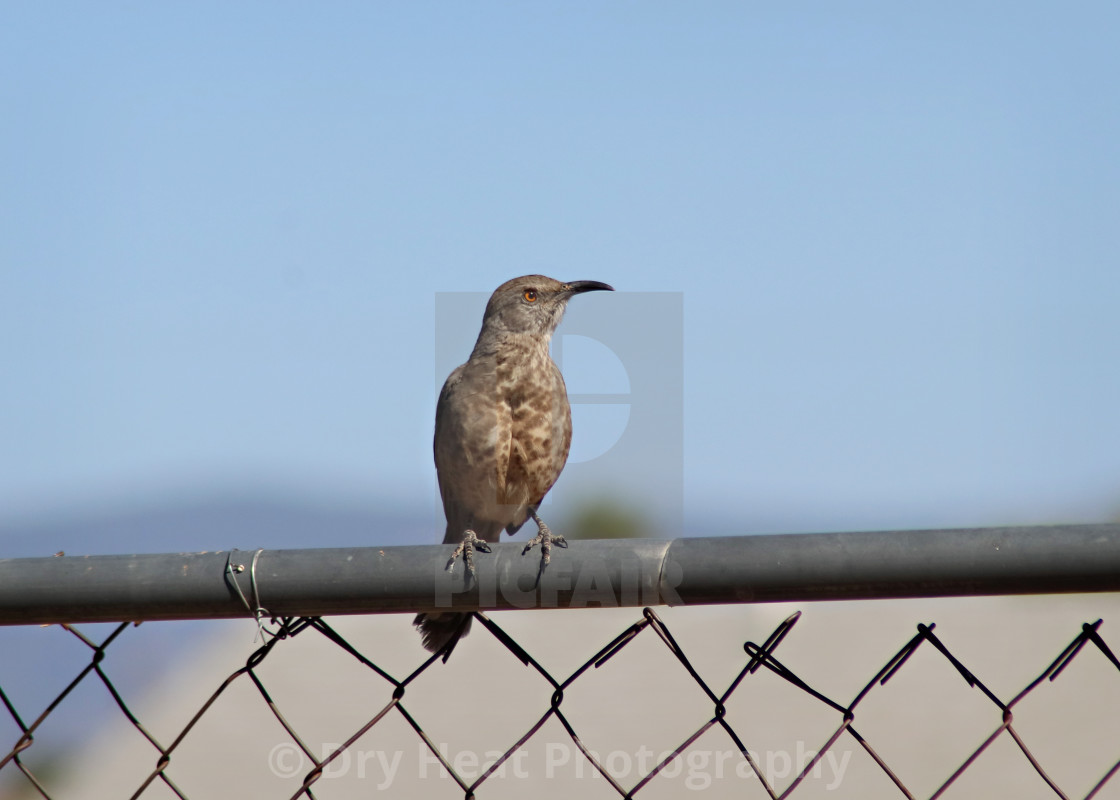 "Curve-billed Thrasher" stock image