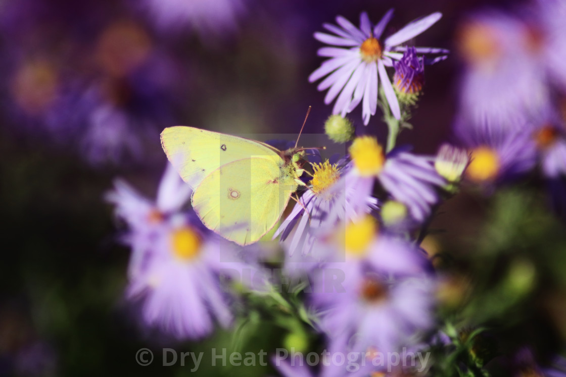 "Clouded Sulphur Butterfly" stock image