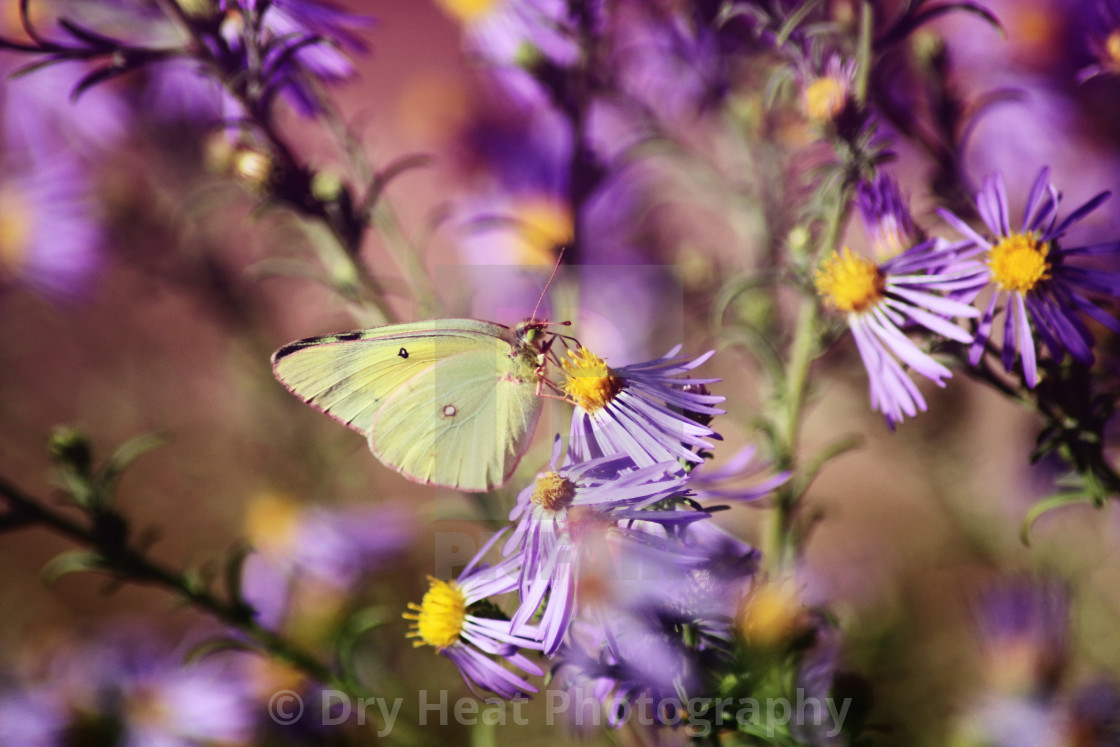 "Clouded Sulphur Butterfly" stock image