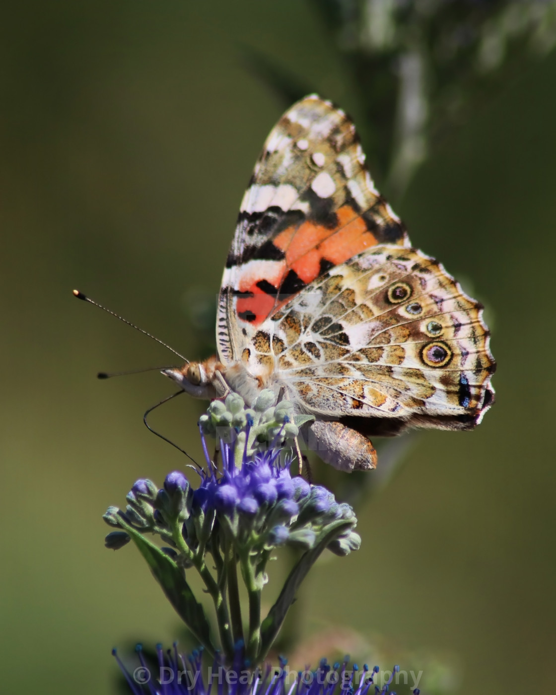 "Painted Lady Butterfly" stock image