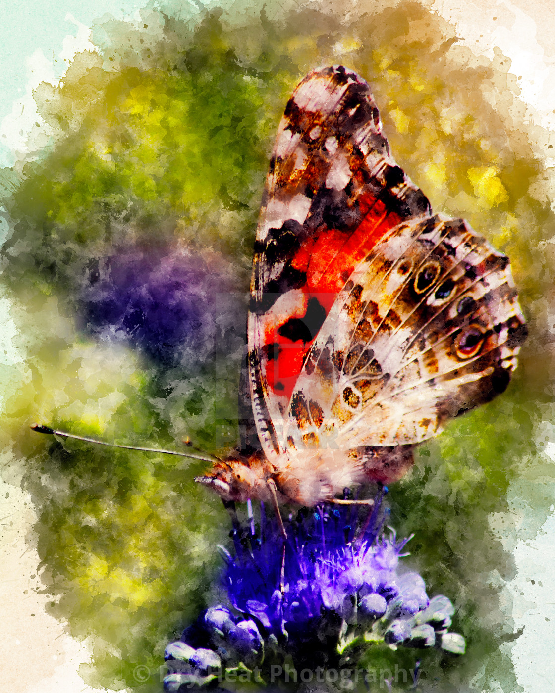 "Painted Lady Butterfly on Blue Beard Bush" stock image