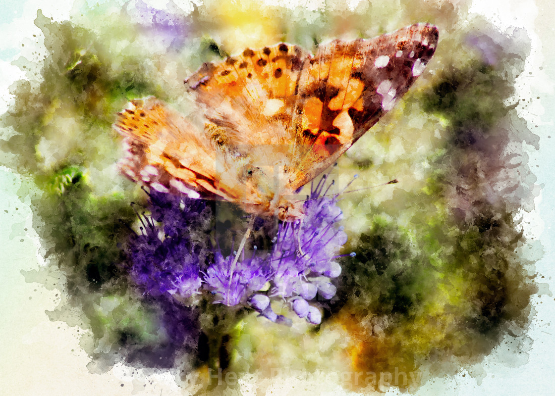 "Painted Lady Butterfly on Blue Beard Bush" stock image