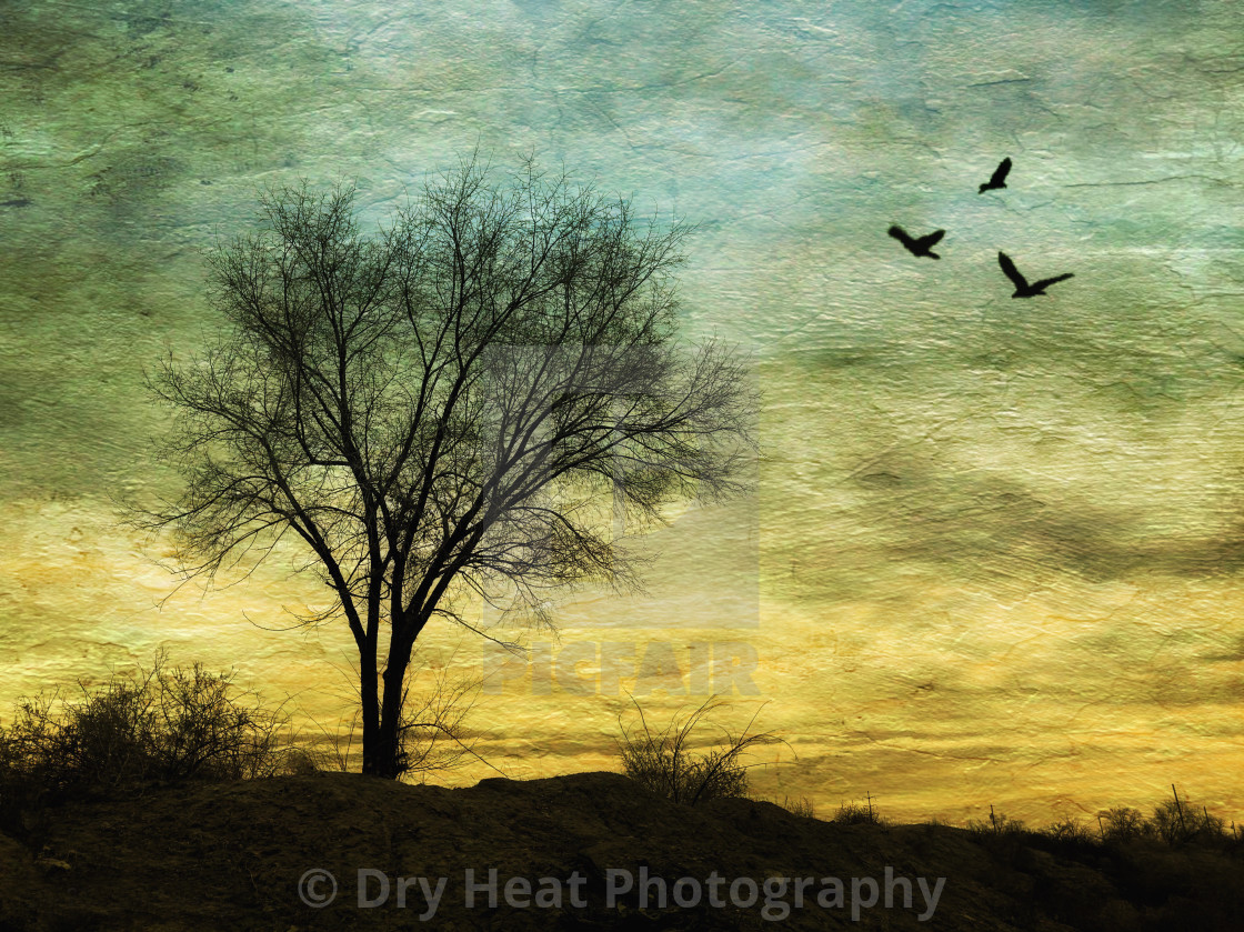 "Cottonwood Tree in Peralta, New Mexico" stock image