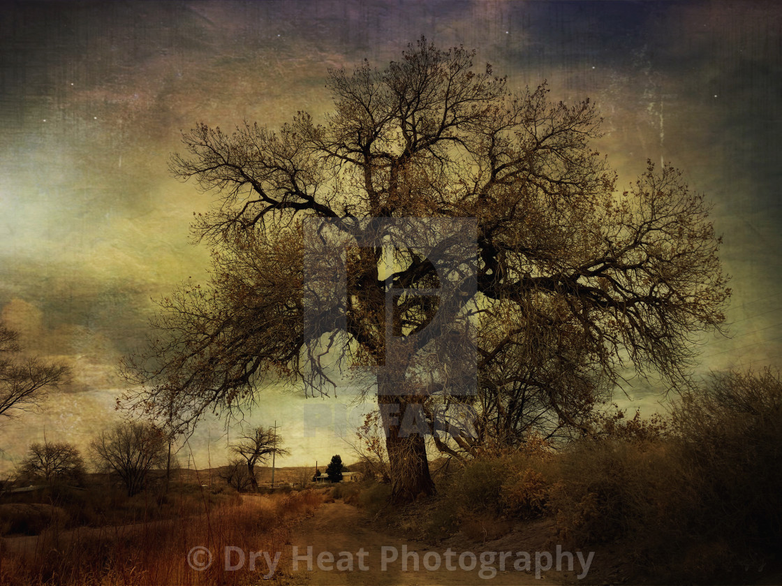 "Cottonwood Trees in Peralta, New Mexico" stock image
