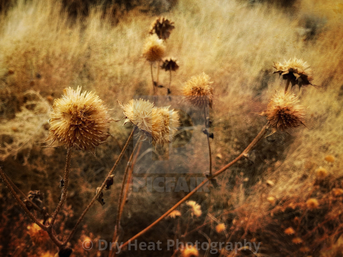 "Winter Sunflowers" stock image