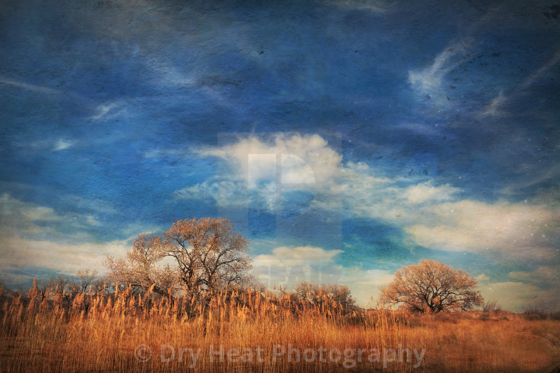 "Tall grass and winter trees" stock image