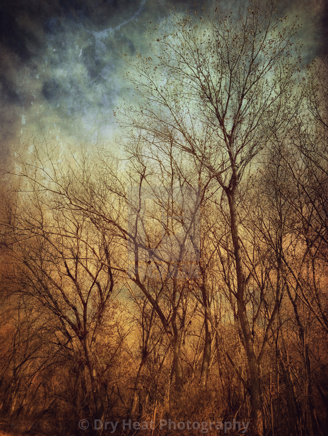 "Winter Trees" stock image