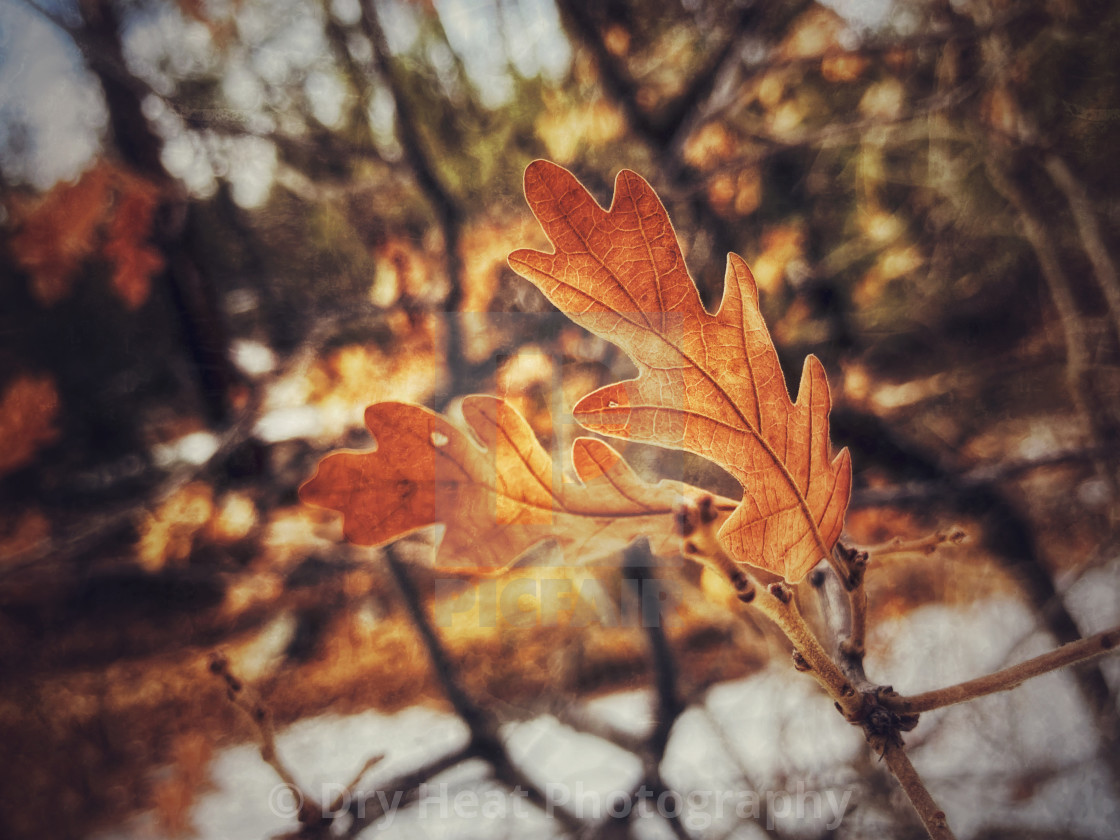 "Gambel Scrub Oak Tree in winter" stock image