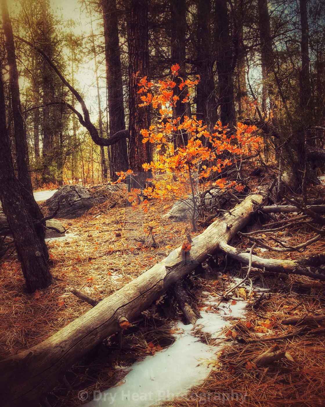 "Gambel Scrub Oak Tree in winter" stock image