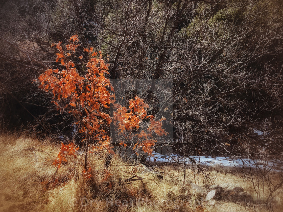 "Gambel Scrub Oak Tree in winter" stock image