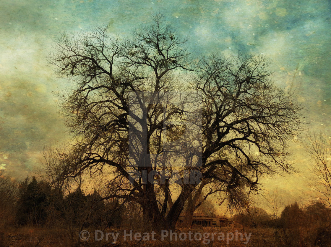 "Winter Trees" stock image