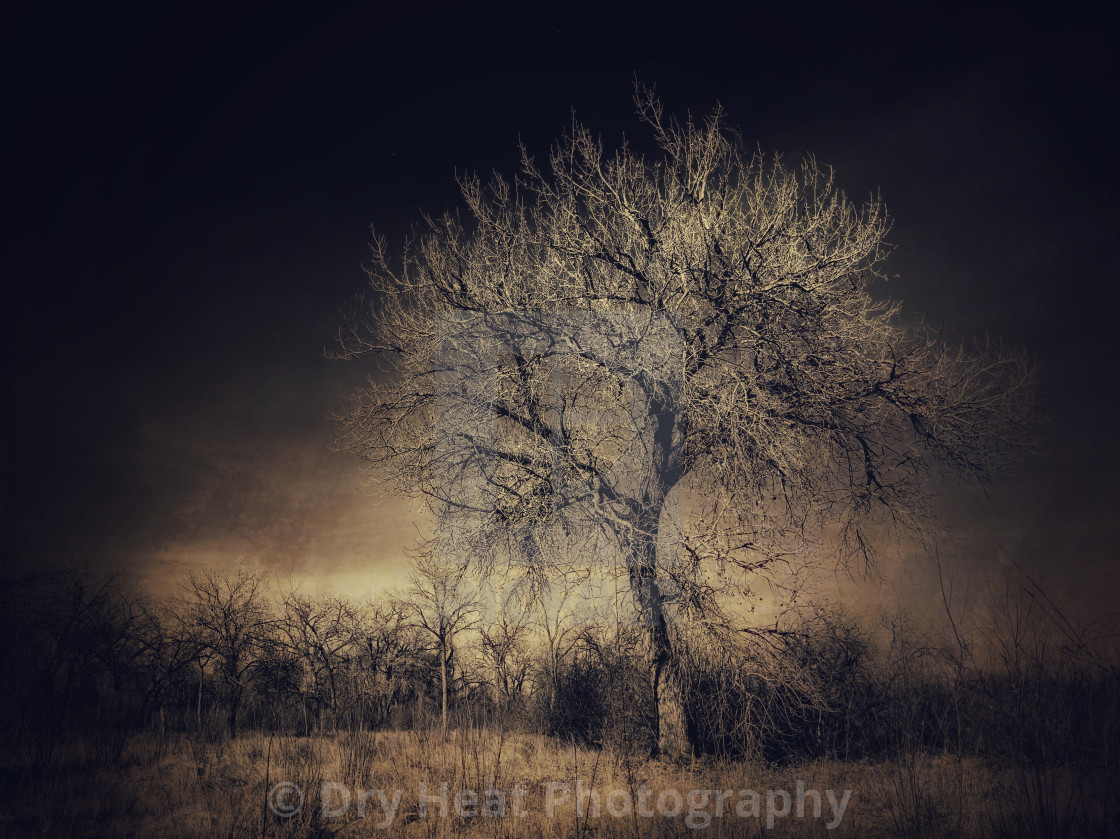 "Winter Trees" stock image