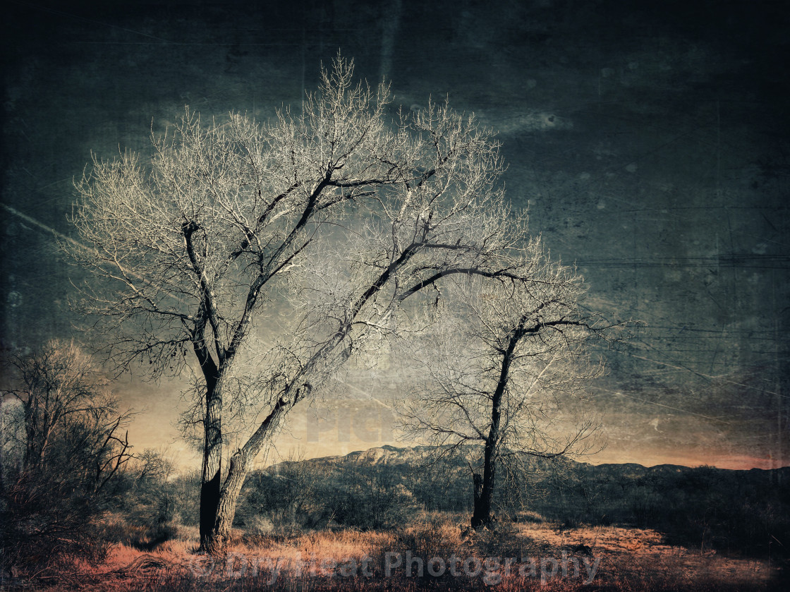 "Winter Trees" stock image