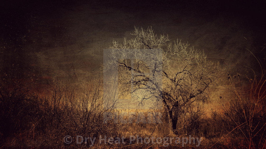 "Winter Trees" stock image