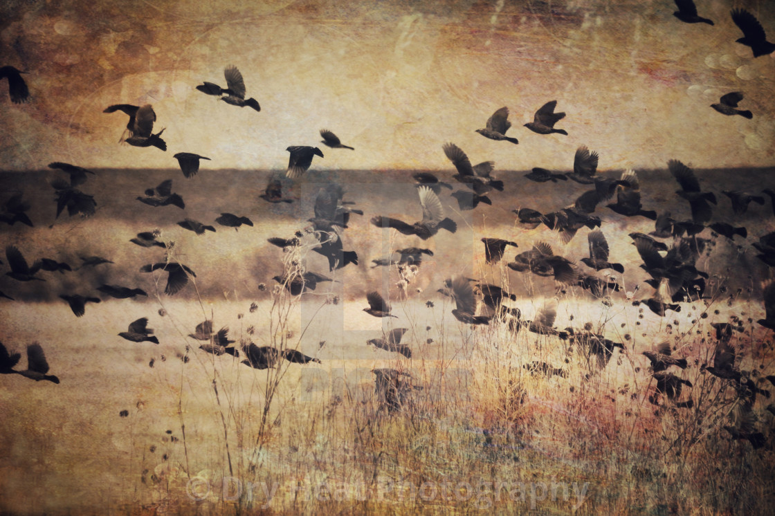 "Birds in flight" stock image